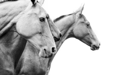 ¿Cuáles son las mejores razas de caballos para montar?